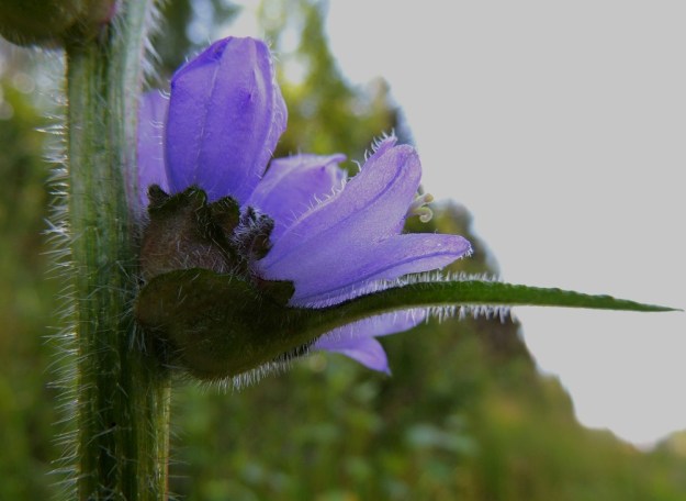 Campanula cervicaria - hirvenkellon ylempien kukkaryhmien hankalehdet ovat usein hyvin leveätyviset, kun taas kärkiosa on tasasoukan suikea. Yksittäisten kukkien tyvellä on tukilehti, joka on leveätyvisen puikea, vihreä ja karheakarvainen sekä tavallisesti noin 5-10 mm pitkä ja leveimmältä kohtaa suunnilleen pituutensa levyinen tai hieman kapeampi. 22.7.2014. Copyright Hannu Kämäräinen.