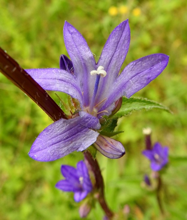Campanula glomerata - peurankellon emi on yksivartaloinen ja kolmiluottinen. Vartalo on tanakka ja luotit ovat kermanvalkoiset tai kellertävät ja alaspäin kaartuvat. Vartalo luotteineen on noin 10-20 mm pitkä ja on teriötä lyhyempi. EH, Hämeenlinna, Loimalahti, Hirsimäki, omakotialue, Näsiäntien varren pihaniitty, 18.7.2022. Copyright Hannu Kämäräinen.