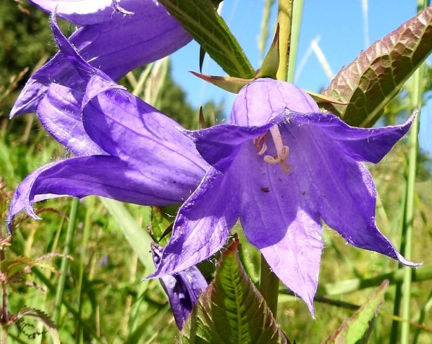 Campanula latifolia - ukonkellon teriö on kärjestään noin 30-55 mm leveä. Kärkiliuskat ovat lähinnä pyöristyneen kolmiomaiset ja suippopäiset sekä suorana yleensä noin 15-30 mm pitkät. Täyden kukinnan vaiheessa liuskat ovat kärjestään siirottavat tai hieman taakäänteiset. Teriön sisäpinta on vaihtelevasti pitkä- ja valkokarvainen. ES, Lappeenranta, Joutseno, Korvenkylä, Hiekkapelto, Imatranväylän ja Asematien kulmauksen niittyalue, 1.8.2017. Copyright Hannu Kämäräinen.