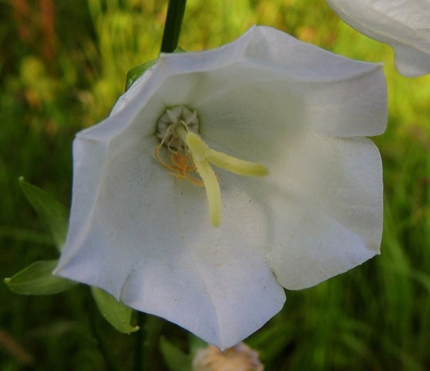 Campanula persicifolia - kurjenkellon kukassa on viisi hedettä. Ne ovat noin 10-15 mm pitkät. Palho on rihmamainen ja ponsi ohuen liuskamainen ja keltainen tai kellanruskea. Emin luottien avautuessa avautuvat myös vartalon tyvellä olevat mesiäis"luukut". Mettä hakevat hyönteiset tuovat karvoissaan muista kukista tarttunutta siitepölyä ja työntyessään teriön pohjalle osuvat väkisinkin emin luoteille. St, Pori, Reposaari, eteläpää, Lontoo, niitty- ja ketoalue, joka on alunperin pääosin vanhaa purjelaivojen painolastimaata, 14.7.2014. Copyright Hannu Kämäräinen.