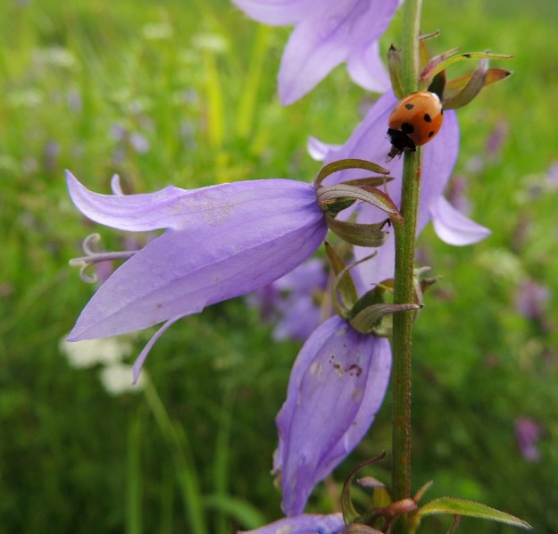 Campanula rapunculoides - vuohenkellon teriö on sinipunainen, kellomainen ja viisiliuskainen. Pituutta teriöllä on liuskat suorana tavallisesti noin 20-35 mm. Verhiö on lähes tyveen saakka säteittäisesti viisiliuskainen. Liuskat ovat hyvin kapean kolmiomaiset, taakäänteiset ja tavallisesti noin 5-10 mm pitkät ja tyveltään noin 1-2 mm leveät. Kuvassa Suomen kansallishyönteinen, seitsenpistepirkko, Coccinella septempunctata, on juuri napannut itselleen saaliin. U, Kouvola, Elimäki, Takamaa, Takamaantien laita Perämaan tilan viereisen peltoaukean kohdalla, 13.7.2016. Copyright Hannu Kämäräinen.
