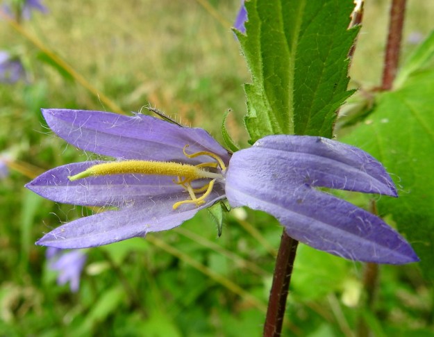Campanula trachelium - varsankellon kukassa on viisi hedettä. Ne ovat lähes rihmamaiset ja useimmiten noin 7-12 mm pitkät. Emin vartalo on kukintavaiheessa tyveä lukuun ottamatta keltainen, tanakka ja tiheästi nystykarvainen. Vartalo luotteineen on noin 20-30 mm pitkä ja teriötä lyhyempi. A, Lemland, Nåtö, biologisen aseman lähistöllä oleva lehdesniitty, 11.7.2022. Copyright Hannu Kämäräinen.
