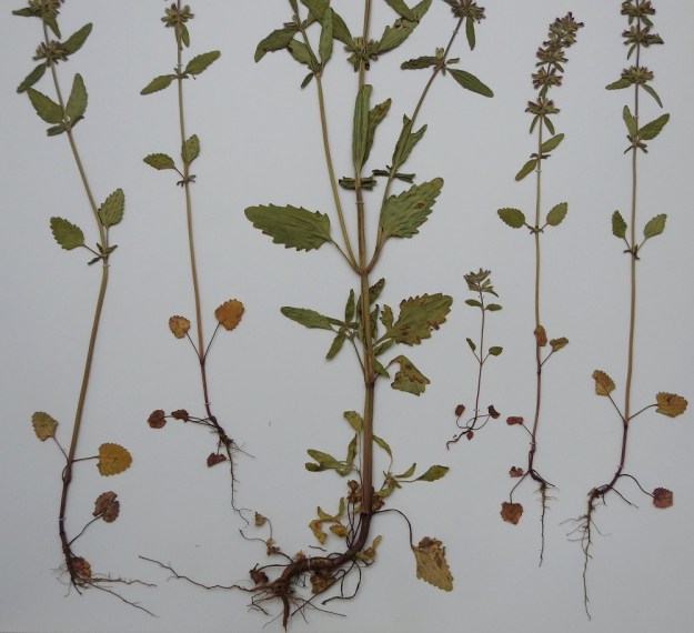 Dracocephalum thymiflorum - ketoampiaisyrtin lehtien muoto vaihtelee sijainnin mukaan. Alimmat lehdet lähellä tyveä ovat lyhyenpuikeat tai melkein pyöreähköt ja hertta- tai lähes suoratyviset. Laita on säännöllisen pyöreä- tai suippohampainen. Alimmat lehdet ovat usein kukintavaiheessa jo lakastuneet tai lakastumassa. Ylempänä varrella lehtilapa muuttuu pitkulaisemman puikeaksi, kapeanpuikeaksi tai lähes kapeansoikeaksi. Kärki on suipohko tai pyöreähkö ja tyvi kiilamainen tai pyöreähkö. Laidan malli vaihtelee matalanyhäisestä isohampaiseen. Varsilehtien ruoti on tavallisesti noin 0,5-3 cm pitkä. Alimmissa lehdissä se on selvästi lehtilapaa pitempi. Lehtien lapa on yleensä noin 1-4,5 cm pitkä ja leveimmältä kohtaa noin 0,7-2,5 cm leveä. 10.6.1995. Kuva näytteestä, copyright Hannu Kämäräinen.