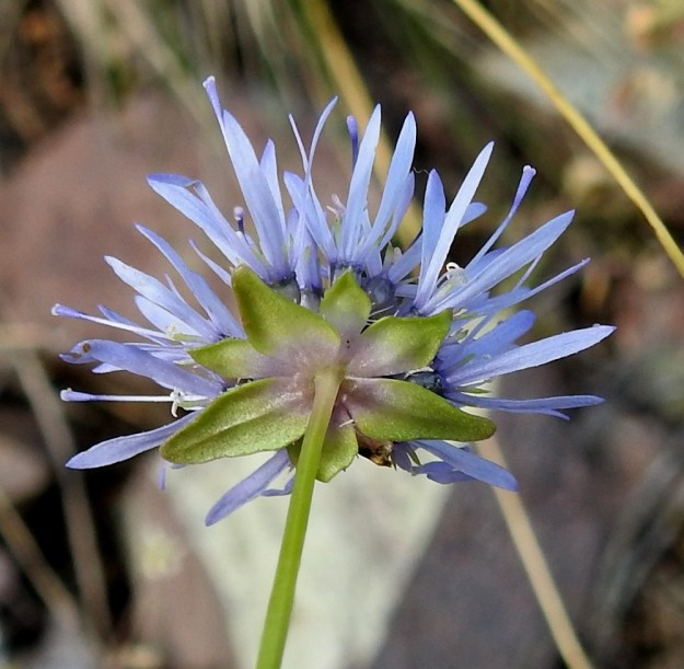 Jasione montana - vuorimunkin ylälehtikiehkurat voivat toisinaan olla myös kapeanpuikeat, kutakuinkin ehytlaitaiset ja melkein karvattomat. Teriö on lähes tyveen saakka säteittäisesti viisiliuskainen ja tavallisesti noin 4-8 mm pitkä. Liuskat ovat tasasoukan suikeat ja suippopäiset sekä noin 0,5-1 mm leveät. V, Lohja, Nummi-Pusula, Arimaa, Haukkamäki, luonnonsuojelualue, 27.7.2017. Copyright Hannu Kämäräinen.