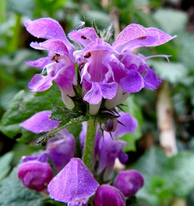 Lamium maculatum - täpläpeipin teriön nielu on avara. Kuvan karkulaiskasvustossa teriön alahuulesta puuttuu kokonaan mesiviittoina toimiva raidoitus. Emi on yksivartaloinen ja kaksiluottinen. EH, Hämeenlinna, Loimalahti, Hirsimäki, Vanamontien ja Vuokontien välisen kävelytieuran varsi mäntykankaan laiteessa, 3.6.2021. Copyright Hannu Kämäräinen.