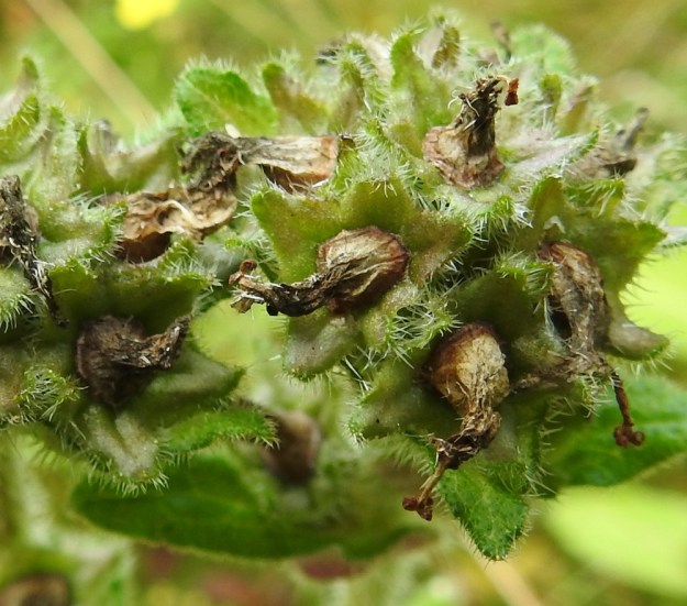 Campanula cervicaria - hirvenkellon kukan verhiö on lähes tyveen saakka säteittäisesti viisiliuskainen. Liuskat ovat kolmiomaiset tai kielimäiset, pyöreäkärkiset, vihreät ja karheakarvaiset sekä tavallisesti noin 3-5 mm pitkät ja tyveltään noin pituutensa levyiset. Kukinnan jälkeen ne ovat sivulle siirottavat. 12.8.2022. Copyright Hannu Kämäräinen.