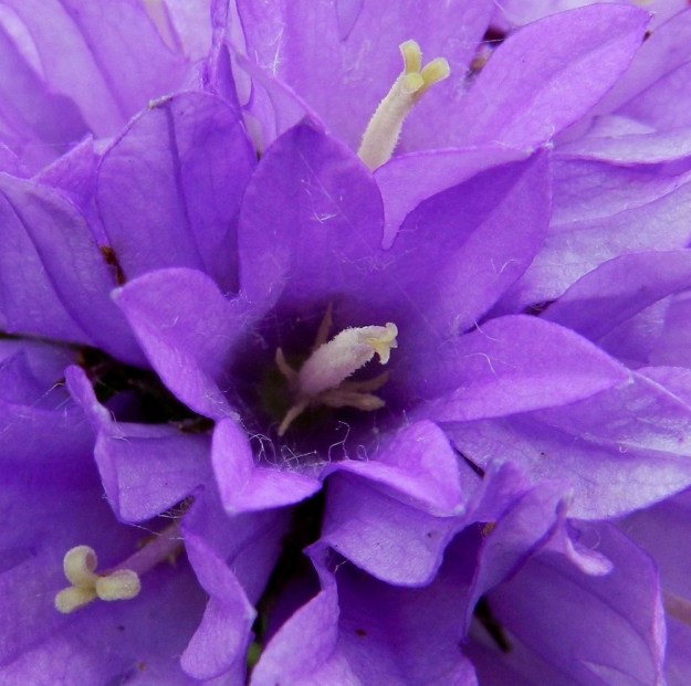 Campanula glomerata - peurankellon teriön sisäpinta on vaihtelevasti pitkä- ja kähäräkarvainen. Heteitä on viisi. Ne ovat rihmamaiset ja useimmiten noin 6-10 mm pitkät. Kellertävä tai kellanruskea ponsi on palhoa selvästi pitempi. Emin vartalo on vaalea tai teriön värinen ja ainakin yläosastaan nystykarvainen. Kuvassa oleva teriö on tavallisuudesta poiketen kuusiliuskainen. EH, Hämeenlinna, Pullerinmäki, Mäkelän teollisuusalue, Pikku-Parolantien piennar, 5.7.2011. Copyright Hannu Kämäräinen.