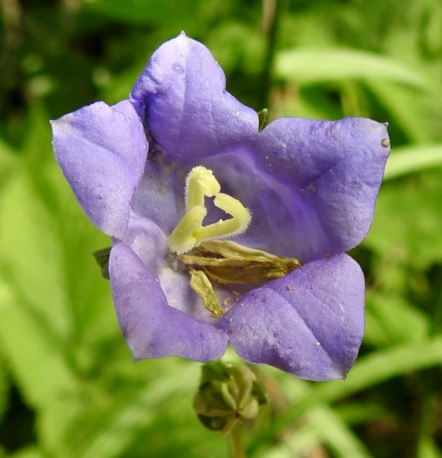 Campanula persicifolia - kurjenkellon tyhjentyneiden ponsien yläpuolella emin luotit alkavat aueta. Ne ovat ulkopinnaltaan tiheästi lyhytkarvaiset. EH, Hämeenlinna, Loimalahti, Hirsimäki, Hirsimäenkadun laitametsikön reuna Myllyojan länsipuolella, 2.7.2022. Copyright Hannu Kämäräinen.