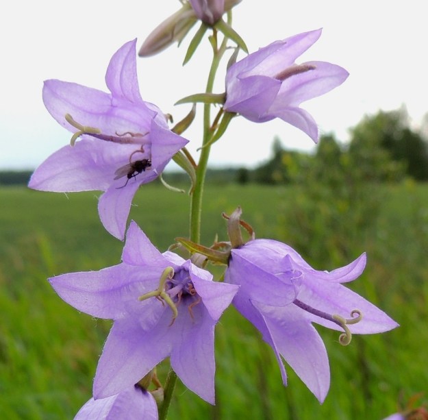 Campanula rapunculoides - vuohenkellon teriö on kärjestään tavallisesti noin 15-25 mm leveä. Sisäpinta ja liuskojen reunat ovat harvakseen pitkä- ja valkokarvaiset. Kärkiliuskat ovat lähinnä pyöristyneen kolmiomaiset ja suippopäiset sekä suorana yleensä noin 10-17 mm pitkät. Täyden kukinnan vaiheessa ne ovat kärjestään siirottavat. U, Kouvola, Elimäki, Takamaa, Takamaantien laita Perämaan tilan viereisen peltoaukean kohdalla, 13.7.2016. Copyright Hannu Kämäräinen.