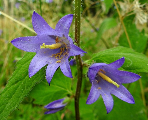 Campanula trachelium - varsankellon, kuten muidenkin kellojen, teriö on normaalisti viisiliuskainen. Tästä perusrakenteesta on kuitenkin toisinaan poikkeuksia. Kuvassa olevat saman yksilön teriöt ovat kuusi- ja seitsemänliuskaisia. Liuskapoikkeaman myötä yleensä myös muu kukan rakenne muuttuu. Teriöltään seitsemänliuskaisessa kukassa myös siitepölyään varistavia heteitä on seitsemän. Emin luotteja on puolestaan neljä. A, Lemland, Nåtö, biologisen aseman lähistölle oleva lehdesniitty, 11.7.2022. Copyright Hannu Kämäräinen.
