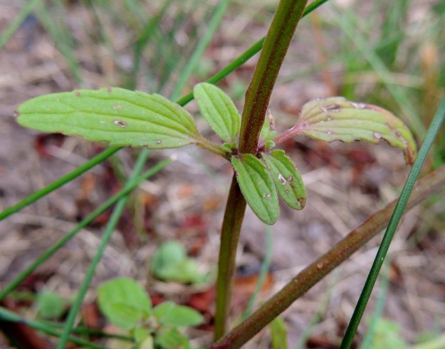 Dracocephalum thymiflorum - ketoampiaisyrtin ylimmät kukinnon alapuoliset varsilehdet ovat laidoiltaan yleensä matalahampaiset tai nyhäiset. Niiden tyvellä on usein kukattomia lyhytversoja, jotka eivät kehitykään pitemmiksi. 8.7.2015. Copyright Hannu Kämäräinen.