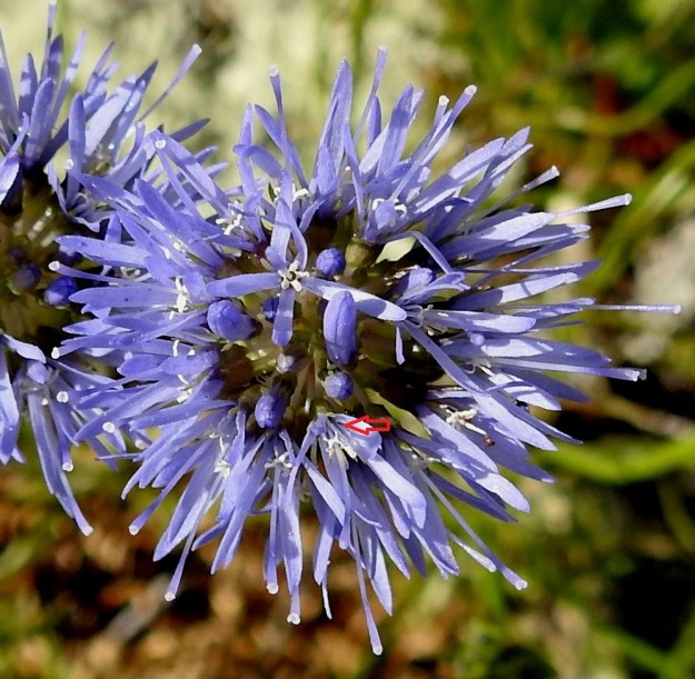 Jasione montana - vuorimunkin kukassa on viisi hedettä. Ne ovat valkoiset ja noin 2,5 mm pitkät. Palhot ovat jouhimaiset ja erilliset (nuoli), mutta ponnet ovat tyveltään yhdiskasvuiset, noin 1 mm pitkät ja säteittäisesti emin vartalon ympärillä. V, Lohja, Nummi-Pusula, Arimaa, Haukkamäki, luonnonsuojelualue, 27.7.2017. Copyright Hannu Kämäräinen.