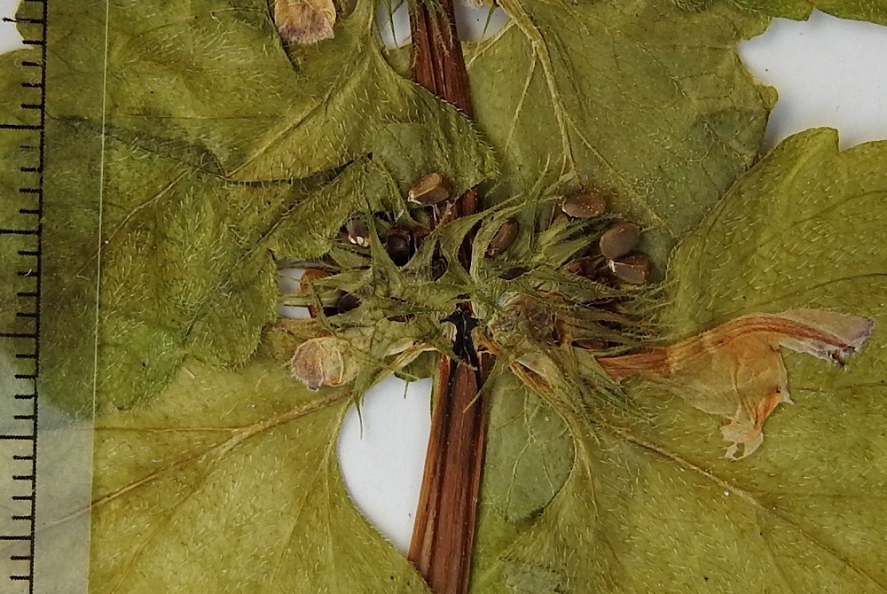 Lamium purpureum - punapeipin hedelmälohkot ovat lähinnä pitkänpyöreät, kolmikulmaiset mutta ulkosivultaan kuperat ja yläpäästään pyöristyneet. Tyvipäässä on kapea, pehmeää solukkoa sisältävä ravintolisäke (näkyy kuvassa valkoisena). Lohkot ovat kypsinä ruskeat ja noin 2-2,5 mm pitkät. ES, Lappeenranta, Huhtiniemi, leirintäalue, huoltorakennuksen edusta, 18.7.1993. Kuva näytteestä, copyright Hannu Kämäräinen.