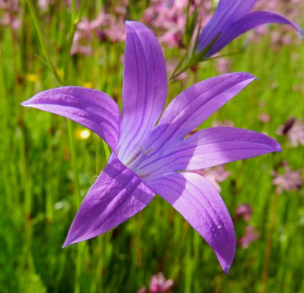 Campanula patula - harakankellon teriön väri voi olla myös hyvin punertava, joskin valon määrällä ja suunnalla on suuri merkitys väriaistimukseen. Tavallisen viiden liuskan sijaan teriöistä löytää toisinaan kuusikin varsin sopusuhtaista liuskaa. EH, Hämeenlinna, Pullerinmäki, Tiiriö, Pitkätanhuankadun laitaojan piennar, 16.6.2012. Copyright Hannu Kämäräinen.