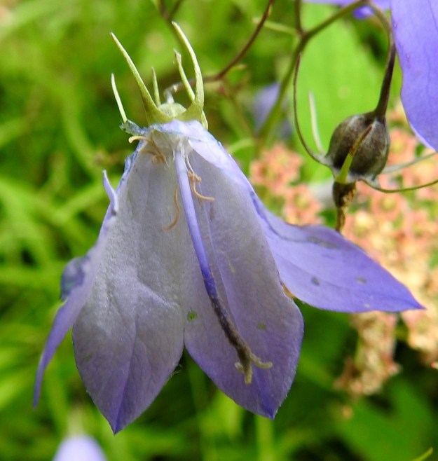 Campanula rotundifolia subsp. rotundifolia - kissankellon subsp. niittykissankellon teriön liuskat ovat lähinnä pyöristyneen kolmiomaiset, teräväkärkiset ja noin pituutensa levyiset tai vähän leveämmät. Heteitä on viisi. Ne ovat noin 6-8 mm pitkät. Vartalo kaareutuvine luotteineen on noin 12-14 mm pitkä ja teriötä lyhyempi. Luotit ovat suorana noin 2,5-3 mm pitkät. EH, Hämeenlinna, Loimalahti, Hirsimäki, Näsiäntien varren nurmialue, 18.7.2022. Copyright Hannu Kämäräinen.
