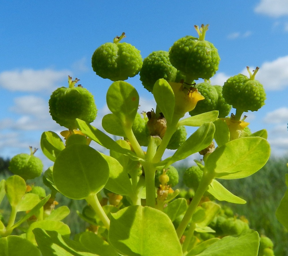 Euphorbia palustris - rantatyräkin hedelmä on sikiäimestä paisuva kota, joka on lähes pallomainen, vihreä tai kellanvihreä ja nystermäpintainen. Kota on tavallisesti noin 4,5-6 mm pitkä ja noin 5,5-7,5 mm leveä. 20.6.2012. Copyright Hannu Kämäräinen.