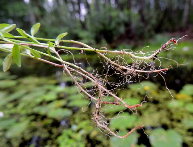 Campanula aparinoides - sammakonkellon juurakko on ohut, vaakatasossa leviävä ja maarönsyjä kasvattava. Näin laji voi vuosikymmenten kuluessa levitä laajallekin alueelle, jos sopivaa maaperää on käytettävissä. Aikaa myöten rönsyt ja juuret katkeilevat, jolloin osakasvustot eriytyvät toisistaan, mutta niiden perimä pysyy samana. Koska itsepölytys ei tuota siemeniä, suvullista lisääntymistä ei tapahdu. 24.7.2013. Copyright Hannu Kämäräinen.