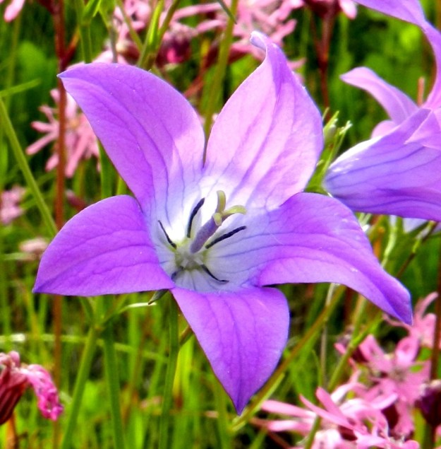 Campanula patula - harakankellon teriön nielu on yleensä muuta teriötä vaaleampi. Noin 5-10 mm pitkiä heteitä on viisi. Ponsi on kapean liuskamainen ja sininen tai siitepölyä luovuttaessaan keltainen. Yksivartaloinen emi on kolmiluottinen. Vartalo on sinipunainen tai vaalea ja nystyinen. Luotit ovat keltaiset tai lähes valkoiset, alaspäin kaartuvat ja suorana noin 3-4 mm pitkät. Vartalo kaareutuvine luotteineen on noin 10-15 mm pitkä. EH, Hämeenlinna, Pullerinmäki, Tiiriö, Pitkätanhuankadun laitaojan piennar, 16.6.2012. Copyright Hannu Kämäräinen.