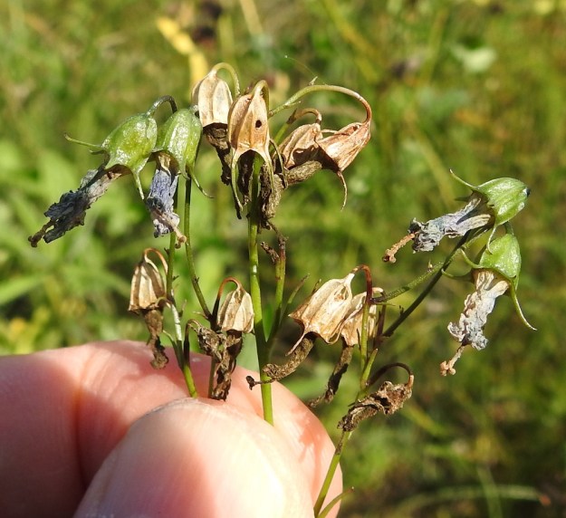 Campanula rotundifolia subsp. rotundifolia - kissankellon subsp. niittykissankellon kota on nuokkuva, vastakartiomainen tai lähes pitkänpyöreä, vahvasuoninen ja tavallisesti noin 6-7 mm pitkä sekä noin 4,5-5,5 mm leveä. Kota aukeaa tyviosaan puhkeavien reikien kautta. Osa kuvassa olevista kellanruskeista kodista on jo avautunutkin. Verhiönliuskat säilyvät kodan päässä loppuun saakka. EH, Hämeenlinna, Sairio, radanvarsiketo Vanajaveden rannassa, ulkoilureitin varressa, 16.8.2022. Copyright Hannu Kämäräinen.