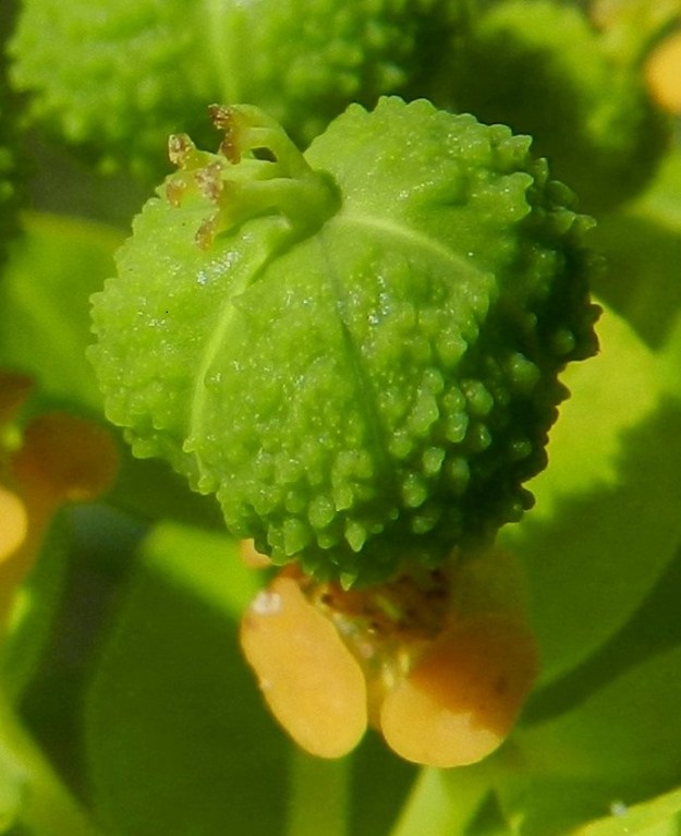 Euphorbia palustris - rantatyräkin emikukan vartalo ja luotit säilyvät kodan kärjessä sen hajoamiseen asti. Kota on kolmilohkoinen ja jokaisessa lohkossa on yksi siemen, joka on lähinnä pitkulaisen pyöreämuotoinen, kellertävä ja sileä sekä noin 3-3,5 mm pitkä. 20.6.2012. Copyright Hannu Kämäräinen.