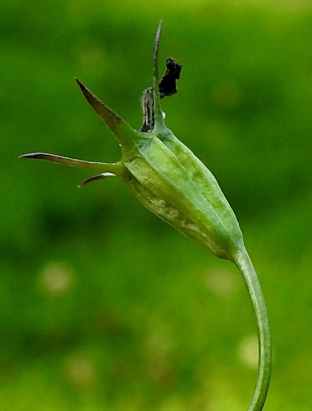 Campanula patula - harakankellon kota on pysty, vastakartiomainen, vahvasuoninen ja kalju sekä tavallisesti noin 7-9 mm pitkä ja noin 3,5-4,5 mm leveä. Kota aukeaa kärkiosastaan suonia myöten ja/tai puhkeavien reikien kautta. Verhiönliuskat säilyvät kodan päässä loppuun saakka. EH, Hämeenlinna, Loimalahti, Hirsimäki, omakotialueen pihamaa Näsiäntien varressa, 2.8.2022. Copyright Hannu Kämäräinen.