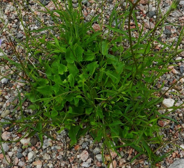 Campanula rotundifolia subsp. rotundifolia - kissankellon subsp. niittykissankellon tyvilehdet ovat ruodilliset ja munuaismaiset, pyöreähköt tai herttamaisen puikeat. Niiden reuna vaihtelee nyhälaitaisesta isohampaiseen. Ruoti on yleensä noin 10-50 mm pitkä. Lapa on tavallisesti noin 5-15 mm pitkä ja leveimmältä kohtaa noin 5-17 mm leveä. EH, Lahti, ratapiha-alue entisen tavara-aseman länsipuolella, 19.7.2011. Copyright Hannu Kämäräinen.