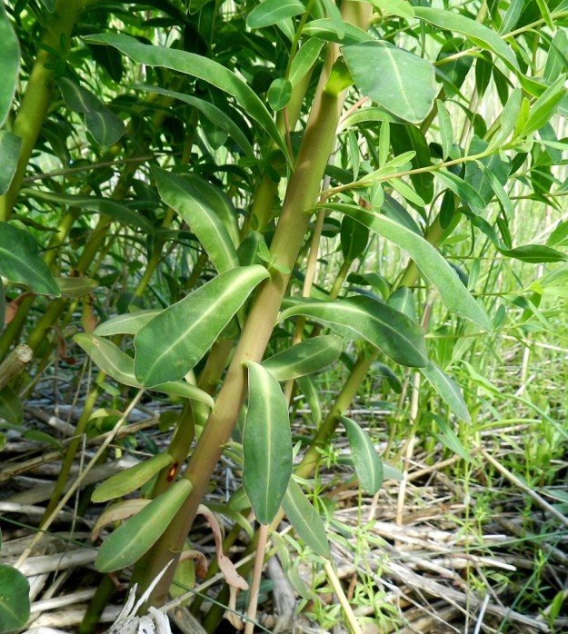 Euphorbia palustris - rantatyräkin lehdet ovat kierteisesti. Ne ovat ruodittomat ja tyvestään leveähkösti varteen kiinnittyneet. Alemmat lehdet ovat usein kapean vastapuikeat ja pyöreäkärkiset. Kaikki lehdet ovat ehytlaitaiset ja päältä vihreät tai sinertävän vihreät sekä alta sinivihreät tai -harmaat. Keskisuoni ja usein myös laidat ovat muuta lehteä vaaleammat. 20.6.2012. Copyright Hannu Kämäräinen.