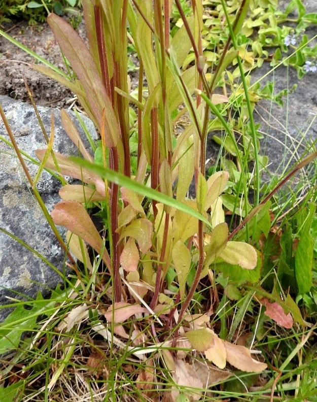 Campanula patula - harakankellon ruusuke- ja varren tyviosan lehdet ovat ruodilliset ja pitkulaiset tai pitkulaisen vastapuikeat sekä pyöreähköpäiset ja kiilatyviset. Ruoti on yleensä noin 1-2 cm pitkä ja kapeasti siipipalteinen. Lapa on tavallisesti noin 1-4 cm pitkä ja leveimmältä kohtaa noin 0,5-1,5 cm leveä. Varsi on särmikäs ja kalju tai särmiä myöten lyhytsukasinen sekä vihreä tai kuvan tavoin punaruskea. EH, Hämeenlinna, Loimalahti, Hirsimäki, Näsiäntien omakotialue, tienlaitaruohikko, 10.6.2018. Copyright Hannu Kämäräinen.