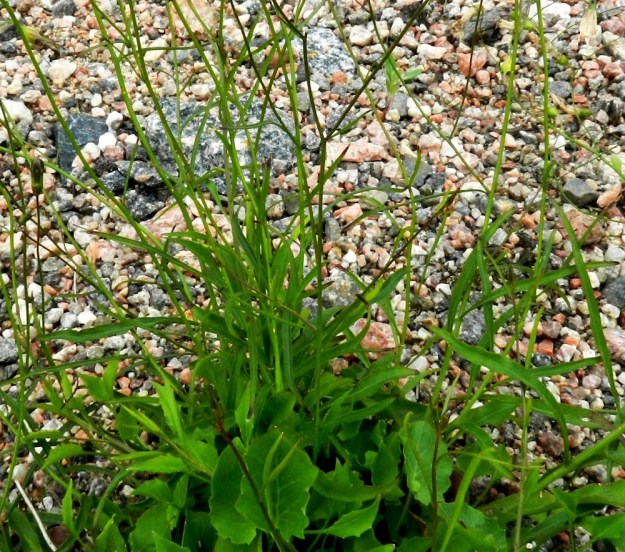 Campanula rotundifolia subsp. rotundifolia - kissankellon subsp. niittykissankellon varsilehdet ovat kierteisesti. Ne ovat alimpia lukuun ottamatta ruodittomat ja niiden muoto vaihtelee suikeasta lähes tasasoukkaan. Laita on melkein tai aivan ehyt. Lapa on yleensä noin 15-40 mm pitkä ja leveimmältä kohtaa noin 0,5-5 mm leveä. Varsilehdet ovat aika tasaisesti pitkin vartta ja ylimpiä lehtiä lukuun ottamatta ne ovat lähes samanlevyiset. EH, Lahti, ratapiha-alue entisen tavara-aseman länsipuolella, 19.7.2011. Copyright Hannu Kämäräinen.