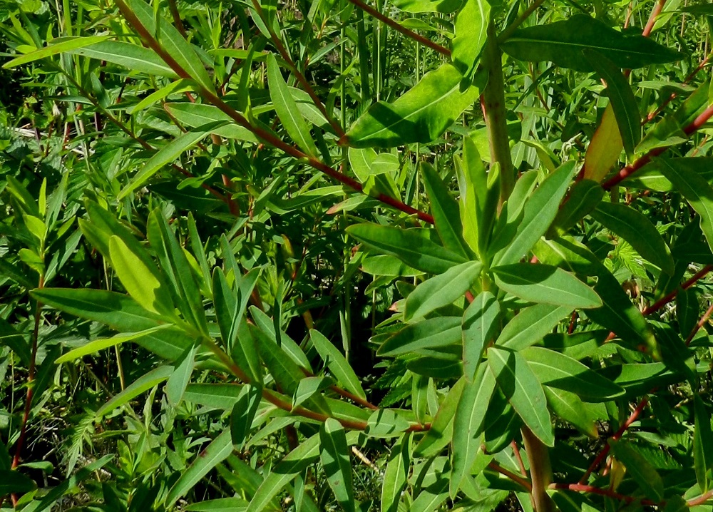 Euphorbia palustris - rantatyräkin ylemmät varsilehdet ja haarojen lehdet ovat kapeansoikeat tai suikeahkot ja pyöreä- tai suippopäiset. Kaikki lehdet ovat tavallisesti noin 2-8 cm pitkät ja noin 0,5-3 cm leveät. Lehtien syysväri on punainen. 20.6.2012. Copyright Hannu Kämäräinen.