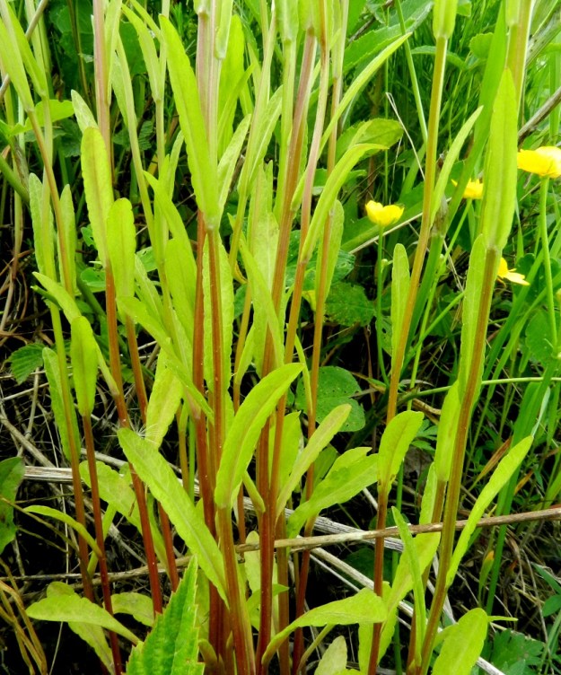 Campanula patula - harakankellon varsilehdet ovat kierteisesti. Ne ovat tyviosan lehtiä lukuun ottamatta ruodittomat, pitkän- ja kapeansuikeat tai lähes tasasoukat sekä suippo- tai pyöreähkökärkiset. Ne ovat yleensä noin 1,5-6 cm pitkät ja leveimmältä kohtaa noin 0,2-1 cm leveät. Kaikki lehdet ovat hyvin matalasti nyhälaitaiset tai melkein ehytreunaiset. U, Loviisa, Utbyn ja Hormnäsin välillä oleva laaja Storängarnan peltoalue, Sarvilahdentien varsi, pellon laita, 20.6.2012. Copyright Hannu Kämäräinen.