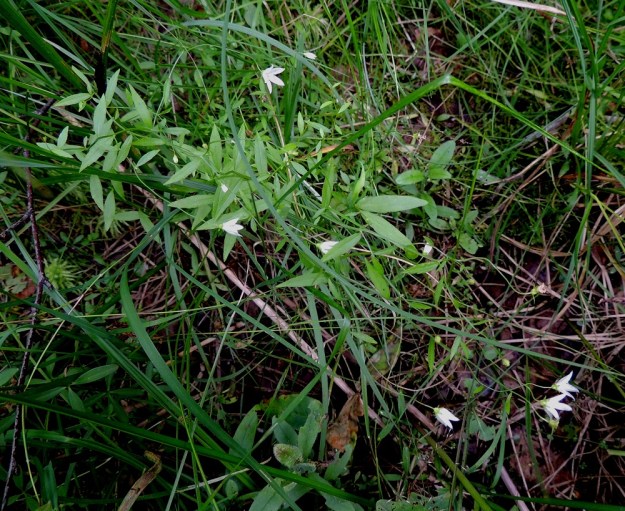 Campanula aparinoides - sammakonkello on pohjoisamerikkalainen tulokas, joka on jo ainakin yli 100 vuotta sitten saapunut ja vakiintunut tämän kuvasarjan kasvualueelle. Laji on vaatimaton ja jää muun ruohikon seassa helposti huomaamattakin. EH, Pälkäne, Etelä-Äimälä, Kyäntäänniemen tyven poikki Tykölänjärvestä Mallasveden Suolahteen virtaavan ojan tai pikkujoen laitaruohikko, 24.7.2013. Koko kuvasarja on samalta kasvualueelta. Copyright Hannu Kämäräinen.