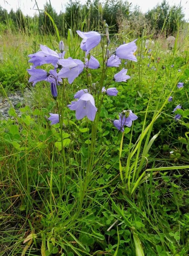 Campanula rotundifolia subsp. rotundifolia - kissankello subsp. niittykissankello on monivuotinen, pysty tai koheneva ja tavallisesti noin 20-60 cm korkea sekä useimmiten monivartinen. EH, Hämeenlinna, Majalahti , Louhoksentien varren maanläjitysalue, vanhan täyttöalueen tasattu ja niittymäinen lakialue, 8.7.2012. Copyright Hannu Kämäräinen.
