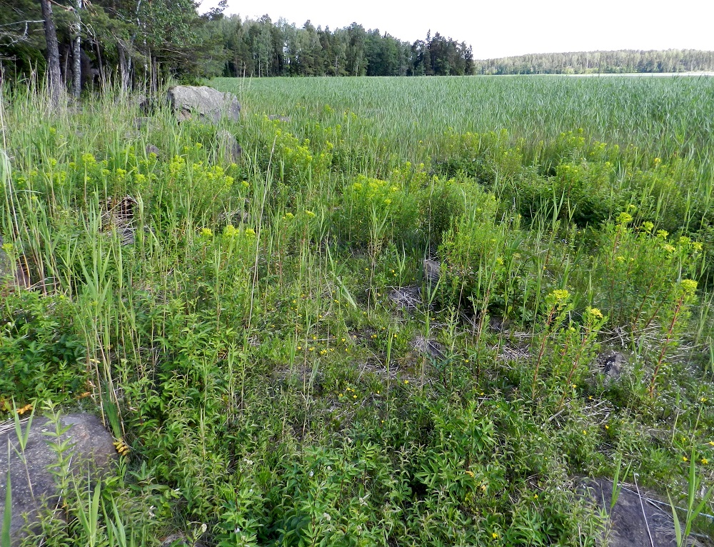 Euphorbia palustris - rantatyräkki kasvaa Suomenlahden rannikolla Varsinais-Suomen, Uudenmaan ja Etelä-Karjalan eliömaakunnissa. Kasvupaikkoina ovat kivikkoiset ja pensaikkoiset merenrannat. U, Loviisa, Pernaja, Grevböle, Hormnäsfjärdenin Hormvikenin rantaniitty. Koko kuvasarja on samalta kasvupaikalta. 20.6.2012. Copyright Hannu Kämäräinen.