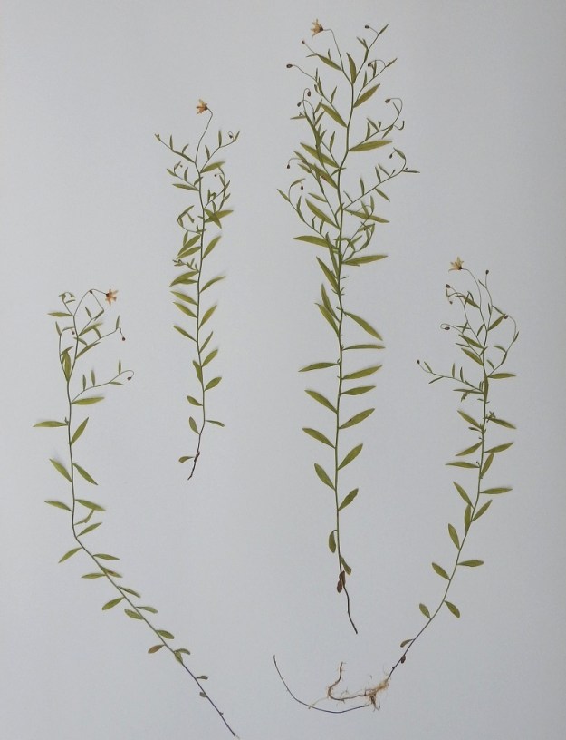 Campanula aparinoides - sammakonkello on monivuotinen, rento ja hentovartinen sekä tavallisesti noin 20-50 cm pitkä ruoho, joka kellojen sijaan tuo ensimmäisenä mieleen tähtimöt, Stellaria. Varsilehdet pienenevät ja suhteessa pituuteen levenevät varren tyveä kohti. 21.7.1993. Kuva näytteestä, copyright Hannu Kämäräinen