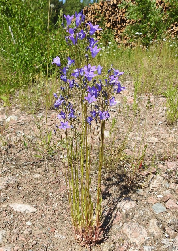Campanula patula - harakankello on pysty ja tavallisesti noin 25-80 cm korkea sekä usein myös monivartinen. Se näyttää selviävän jopa karussa, kovaksi jyrätyssä ja kivikkoisessa kasvupohjassa, jossa monivuotiset kilpailijat eivät ehdi saada yliotetta. EK, Kotka, Halla, saarella oleva, laaja puuvarastoalue, ison keskuskentän eteläpuolinen varastoalue, 27.6.2020. Copyright Hannu Kämäräinen.