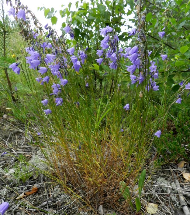 Campanula rotundifolia subsp. rotundifolia - kissankello subsp. niittykissankello voi toisinaan olla tupasmaisen tiheä ja monivartinen. Kukintavaiheessa tyvilehdet ovat usein jo lakastuneet. ES, Kouvola, Anjalankoski, Kaipiainen, kangasmetsän laide 6-tien (Salpausseläntie) varressa, 11.7.2012. Copyright Hannu Kämäräinen.