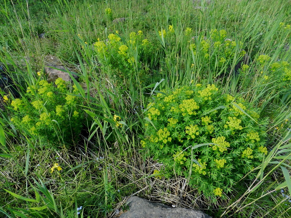 Euphorbia palustris - rantatyräkki on Suomessa luontaisesti harvinainen ja harvinaisuutensa vuoksi myös rauhoitettu. Sitä ei ole kuitenkaan luokiteltu uhanalaiseksi. 20.6.2012. Copyright Hannu Kämäräinen.