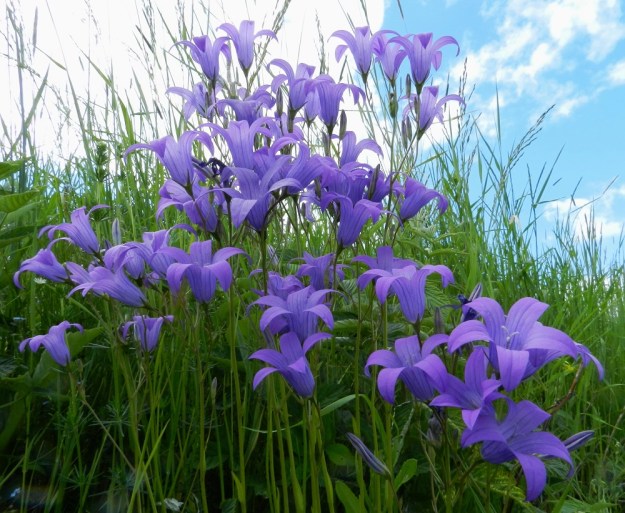 Campanula patula - harakankellon kukinto on toistamiseen haarova ja viuhkomainen tai huiskilomainen. Kukat ovat pystyhköt. U, Loviisa, Utbyn ja Hormnäsin välillä oleva laaja Storängarnan peltoalue, Sarvilahdentien varsi, pellon laita, 20.6.2012. Copyright Hannu Kämäräinen.
