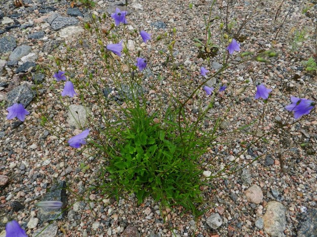 Campanula rotundifolia subsp. rotundifolia - kissankello subsp. niittykissankello pärjää nimestään huolimatta myös hyvin karulla kasvupohjalla tienvarsilla, joutomailla ja sorakentillä. EH, Lahti, ratapiha-alue entisen tavara-aseman länsipuolella, 19.7.2011. Copyright Hannu Kämäräinen.