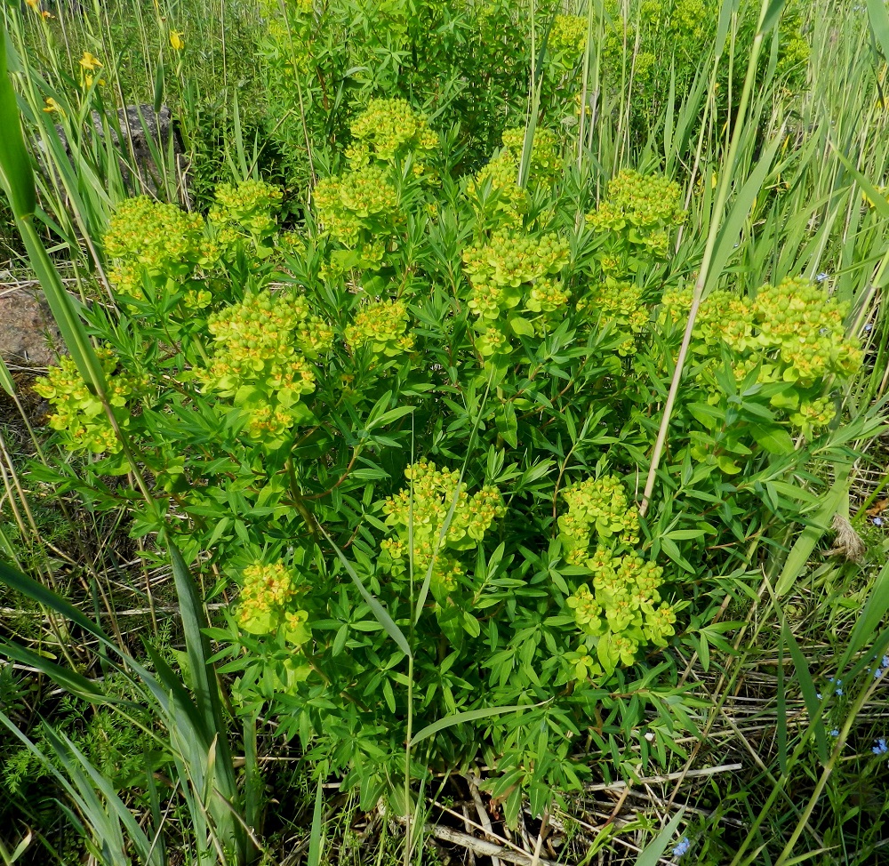Euphorbia palustris - rantatyräkki on monivuotinen, tanakka ja pysty sekä tavallisesti noin 60-120 cm korkea ruoho. Juurakko on vahva ja usein monivartisia kasvustoja muodostava. 20.6.2012. Copyright Hannu Kämäräinen.