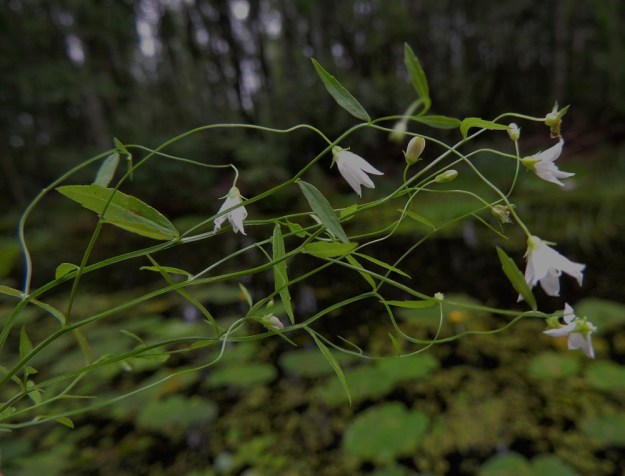 Campanula aparinoides - sammakonkellon kukinto on lehdekäs ja kukkien tukilehdet ovat ylempien varsi- ja haaralehtien kaltaiset ja kokoiset. 24.7.2013. Copyright Hannu Kämäräinen.