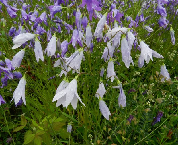 Campanula patula - harakankellon kukat voivat sateisella säällä kääntyä nuokkuviksi suojellen näin siitepölyvarantoaan ja emin luottejaan. Toki umpinainen kello ei muutenkaan kestäisi kertyvän veden painoa. Isommista kasvustoista voi löytää toisinaan myös aivan valkoteriöisiä yksilöitä. EH, Hämeenlinna, Vuorentaka, Kurala, Kuralantien varren entinen peltolaikku, 24.6.2012. Copyright Hannu Kämäräinen.