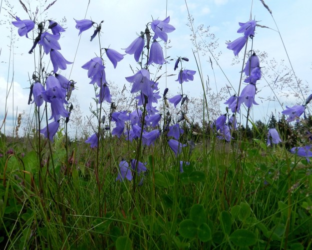 Campanula rotundifolia subsp. rotundifolia - kissankellon subsp. niittykissankellon kukinto on usein toistamiseen haarova huiskilo tai terttu. Kukkia on tavallisesti 3-15. EH, Hämeenlinna, Majalahti , Louhoksentien varren maanläjitysalue, vanhan täyttöalueen tasattu ja niittymäinen lakialue, 8.7.2012. Copyright Hannu Kämäräinen.