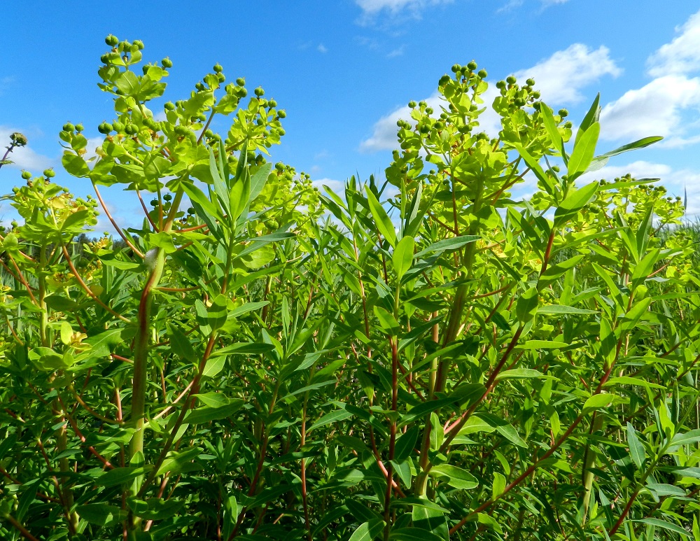 Euphorbia palustris - rantatyräkin varret ovat paksut, liereät ja vihreät tai ainakin osittain punaruskeat. Ne ovat yleensä runsaasti ohuthaaraiset. Haarat ovat pystyhköjä tai yläviistoja. 20.6.2012. Copyright Hannu Kämäräinen.
