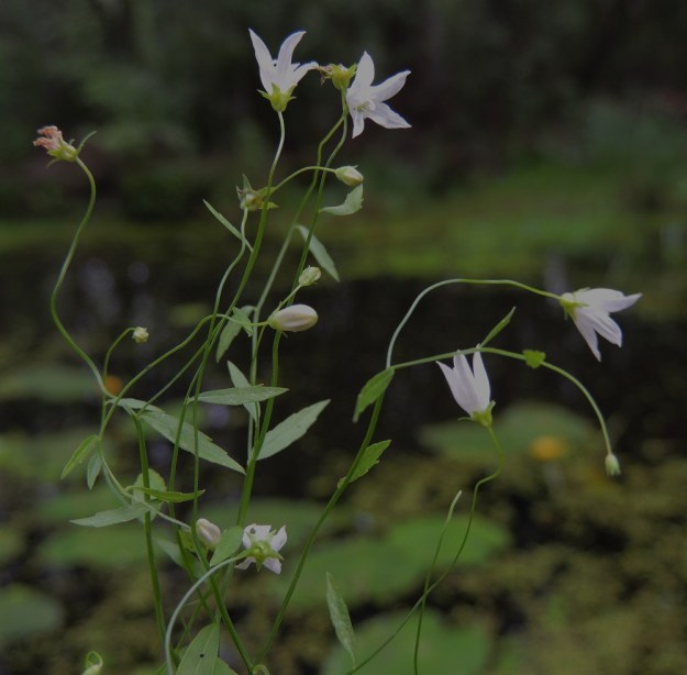 Campanula aparinoides - sammakonkellon kukat ovat lehdekkäitten latvahaarojen kärjessä yksittäin tai muutaman kukan ryhminä. Kukkien asento vaihtelee pystystä siirottavaan ja hieman nuokkuvaan. Kukkaperät ovat hennot, usein mutkaiset ja tavallisesti noin 5-40 mm pitkät. 24.7.2013. Copyright Hannu Kämäräinen.