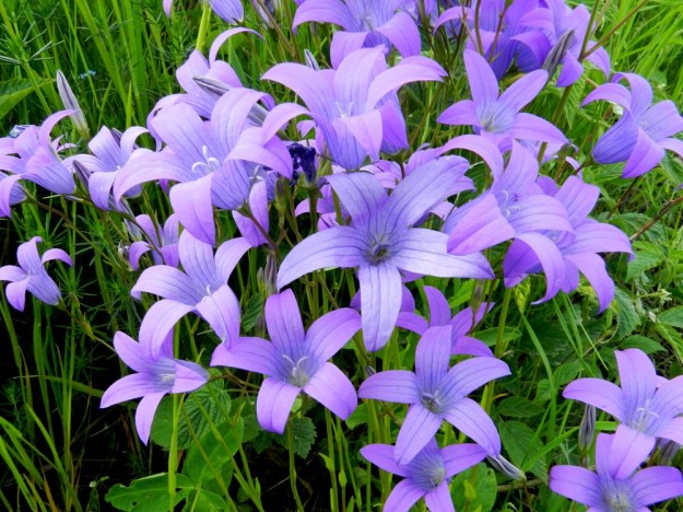Campanula patula - harakankellon ollessa monivartinen varsien haarovat kukinnot muodostavat laajan, tiiviin ja näyttävän kukkaryöpyn, jonka yhteisvaikutusta hyönteistenkin on vaikea sivuuttaa. U, Loviisa, Utbyn ja Hormnäsin välillä oleva laaja Storängarnan peltoalue, Sarvilahdentien varsi, pellon laita, 20.6.2012. Copyright Hannu Kämäräinen.