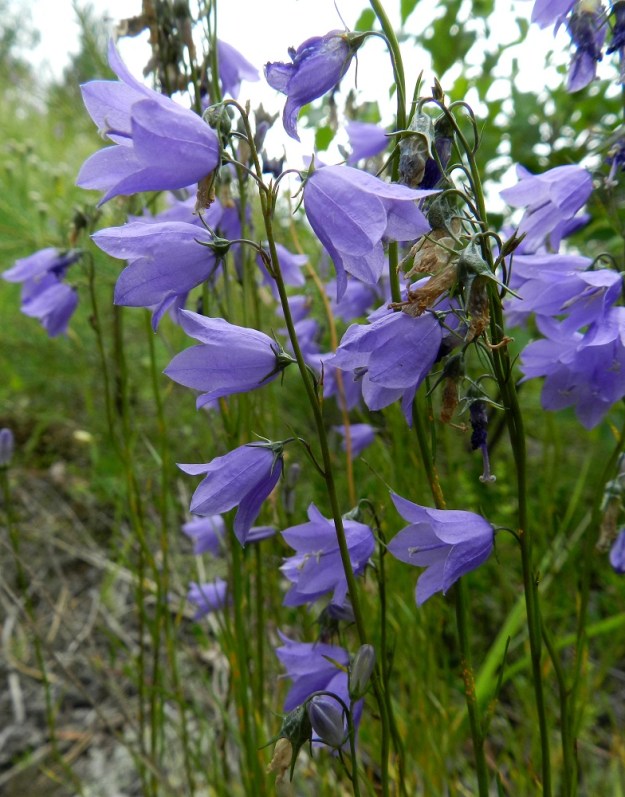 Campanula rotundifolia subsp. rotundifolia - kissankellon subsp. niittykissankellon kukkaperä on hento ja useimmiten noin 5-25 mm pitkä. Perän tyvellä oleva tukilehti on lähes tai aivan tasasoukka ja yleensä noin 3-20 mm pitkä. ES, Kouvola, Anjalankoski, Kaipiainen, kangasmetsän laide 6-tien (Salpausseläntie) varressa, 11.7.2012. Copyright Hannu Kämäräinen.