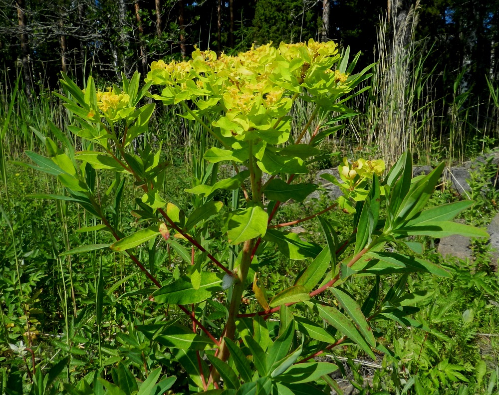 Euphorbia palustris - rantatyräkin kukinto on varsipäätteinen, haarainen ja useiden kukkamaisten osakukintojen muodostama kerrannaissarja. Pienempiä sarjoja on myös ylempien sivuhaarojen kärjessä. Alemmat haarat ovat lähes aina kukattomat. Koko kasvi on kalju. Varret, haarat ja lehdetkin sisältävät runsaasti myrkyllistä, valkoista maitiaisnestettä, joka herkemmällä iholla voi aiheuttaa rakkuloita ja silmiin joutuessaan jopa sokeuttaa. Kuvassa näkyvä vaalea, sylkimäinen kertymä ei ole kuitenkaan maitiaisnestettä vaan sylkikaskaan, Philaenus spumarius, toukkien synnyttämää vaahtoa. 20.6.2012. Copyright Hannu Kämäräinen.