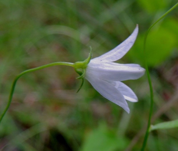 Campanula aparinoides - sammakonkellon teriö on valkoinen, tummempisuoninen ja avoimen kellomainen sekä syvään viisiliuskainen. Pituutta teriöllä on tavallisesti noin 5-9 mm ja leveyttä kärjestään noin 7-12 mm. Kärkiliuskat ovat lähinnä pyöristyneen kolmiomaiset tai kapeanpuikeat ja yleensä noin 4-7 mm pitkät sekä pituuttaan kapeammat. 24.7.2013. Copyright Hannu Kämäräinen.